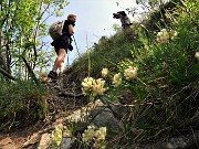 32 Strappo finale per la cima con Anthillys vulneraria (Antillide vulneraria)